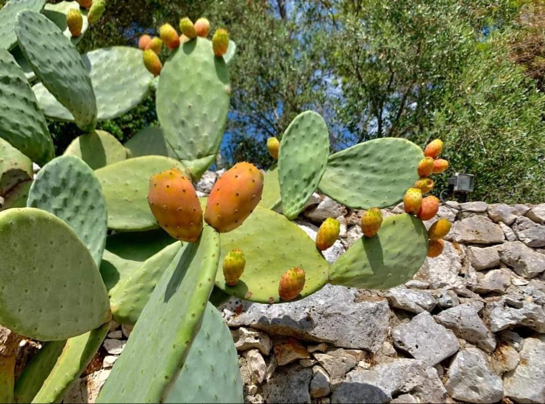 Trullo Dimora Di Pietra Gallipoli Baia Di Gallipoli Exteriér fotografie